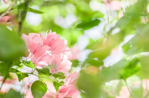 紙の花やブーゲンビリア — ストック写真