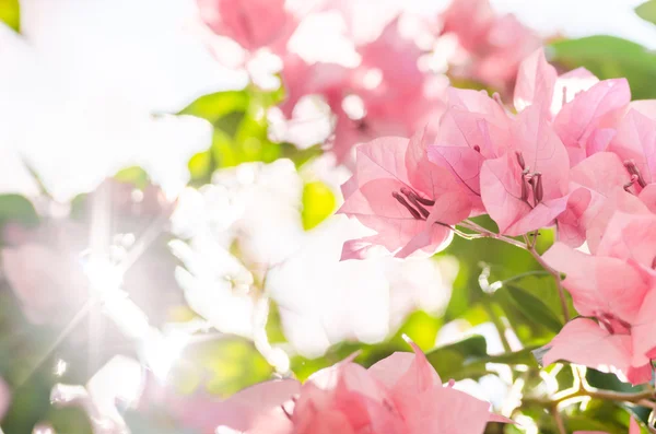 Papierblumen oder Bougainvillea — Stockfoto
