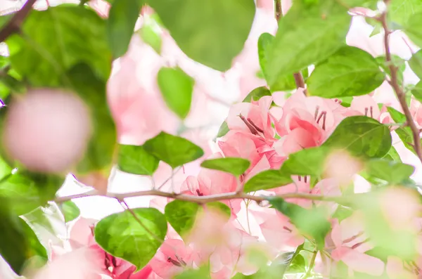 Papierblumen oder Bougainvillea — Stockfoto