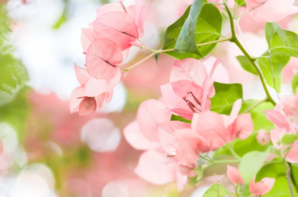 Paper flowers or Bougainvillea — Stock Photo, Image