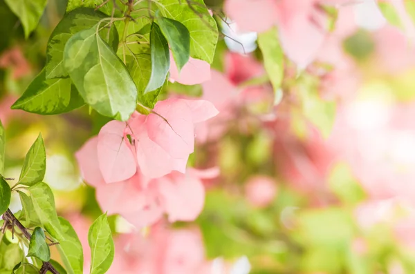 Papier bloemen of Bougainville — Stockfoto