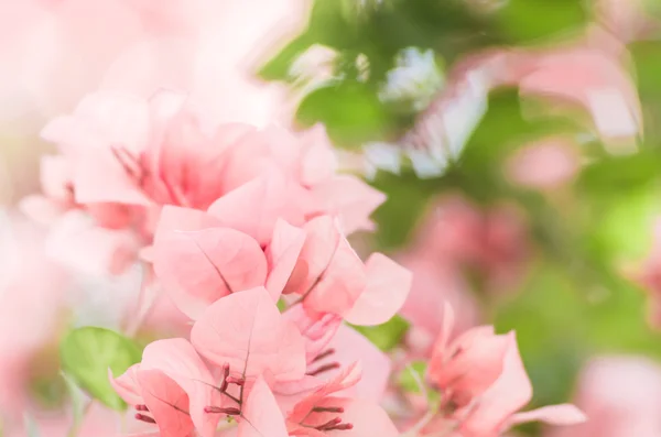 Paper flowers or Bougainvillea — Stock Photo, Image