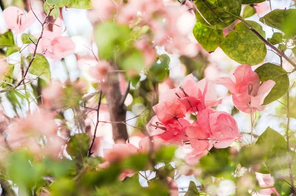 Papierblumen oder Bougainvillea — Stockfoto