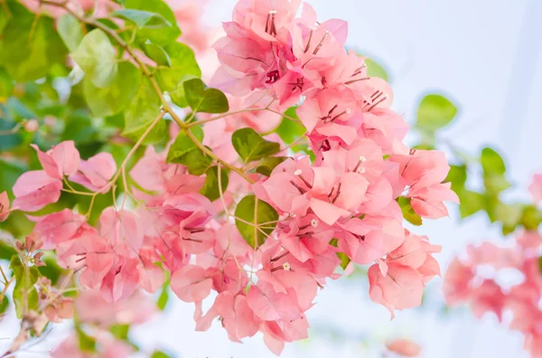 Papierblumen oder Bougainvillea — Stockfoto