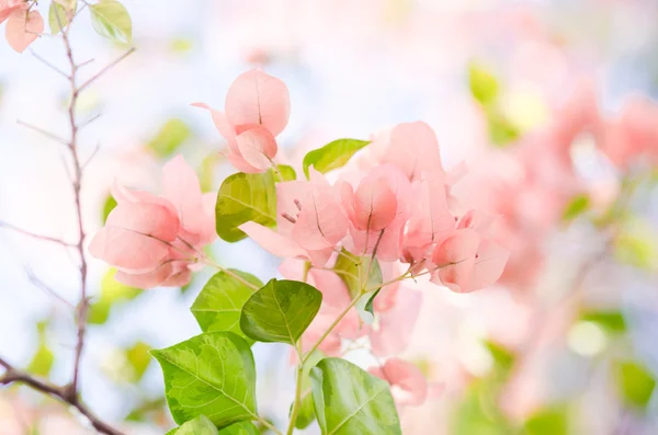 Papier bloemen of Bougainville — Stockfoto