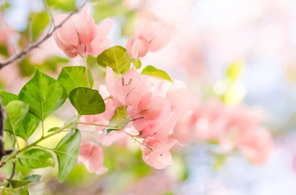 Flores de papel o buganvilla —  Fotos de Stock