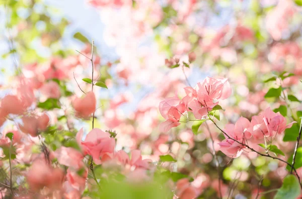 紙の花やブーゲンビリア — ストック写真