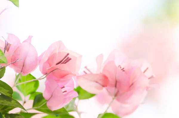Paper flowers or Bougainvillea — Stock Photo, Image