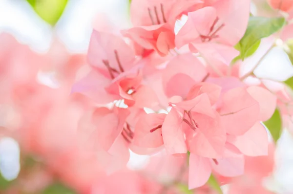 Paper flowers or Bougainvillea — Stock Photo, Image