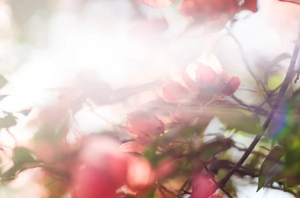 Papier bloemen of Bougainville — Stockfoto