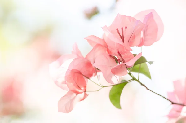 Papper blommor eller bougainvillea — Stockfoto