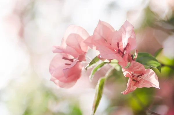 Paper flowers or Bougainvillea — Stock Photo, Image