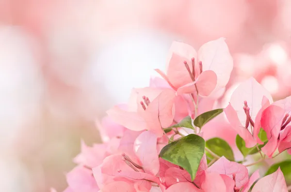 Papper blommor eller bougainvillea — Stockfoto