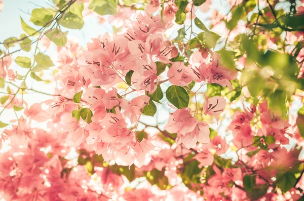 Flores de papel o Bougainvillea vintage — Foto de Stock