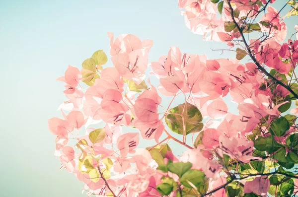 Paper flowers or Bougainvillea vintage — Stock Photo, Image