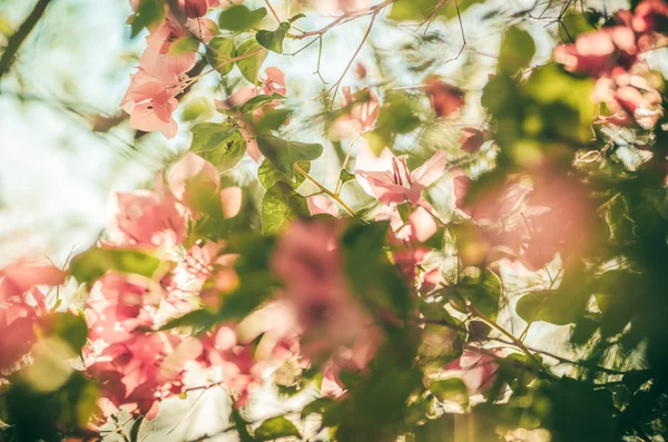 Papierblumen oder Bougainvillea Jahrgang — Stockfoto