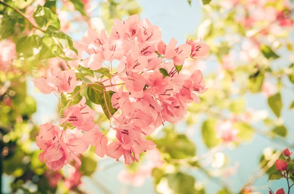 종이 꽃 또는 부겐빌레아 빈티지 — 스톡 사진