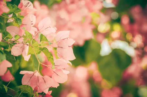 Papier bloemen of bougainvillea jaargang — Stockfoto