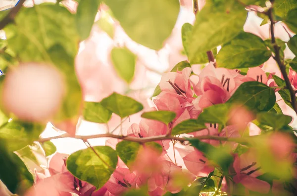 Papper blommor eller bougainvillea vintage — Stockfoto