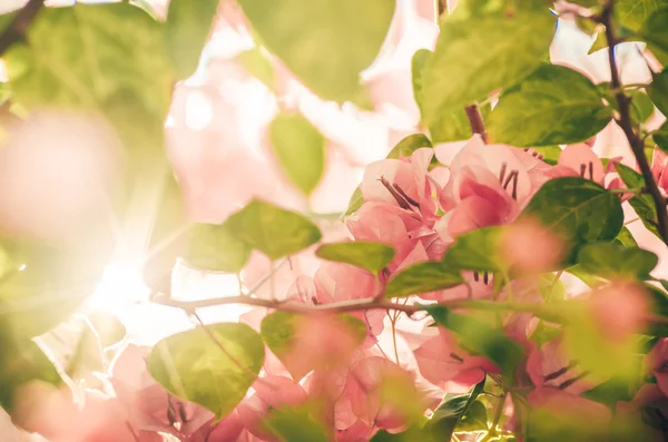 Papierblumen oder Bougainvillea Jahrgang — Stockfoto