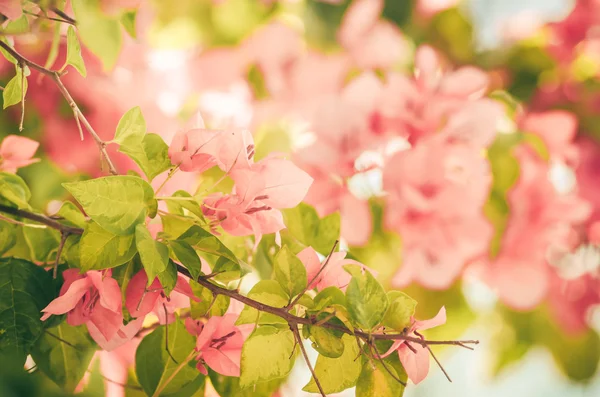 Papper blommor eller bougainvillea vintage — Stockfoto