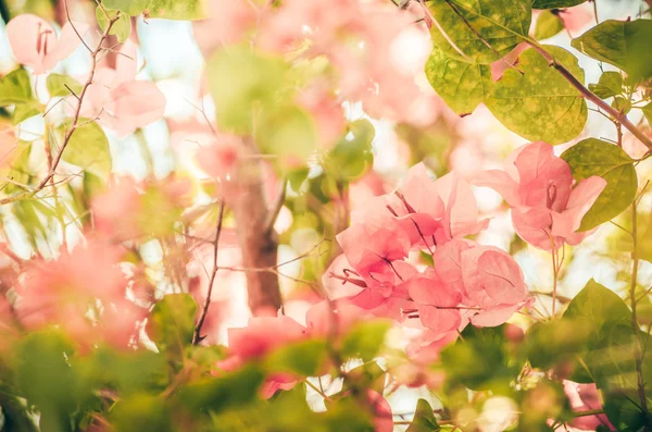 Papper blommor eller bougainvillea vintage — Stockfoto