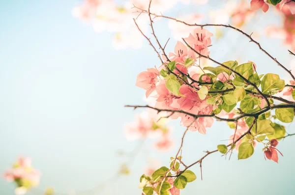 Papier bloemen of bougainvillea jaargang — Stockfoto