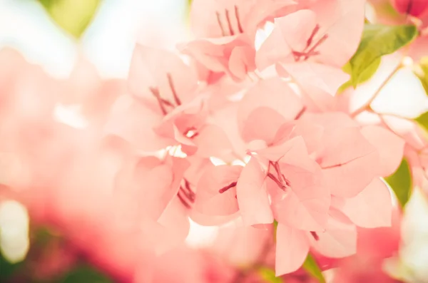 Papper blommor eller bougainvillea vintage — Stockfoto