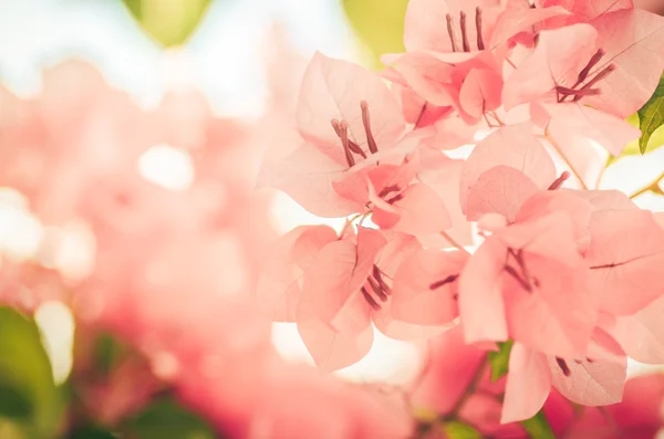 Paper flowers or Bougainvillea vintage — Stock Photo, Image