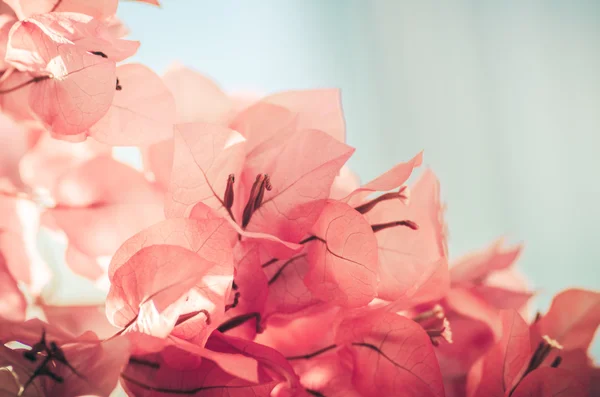 Papier bloemen of bougainvillea jaargang — Stockfoto