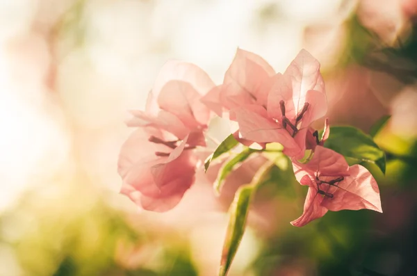 Papper blommor eller bougainvillea vintage — Stockfoto