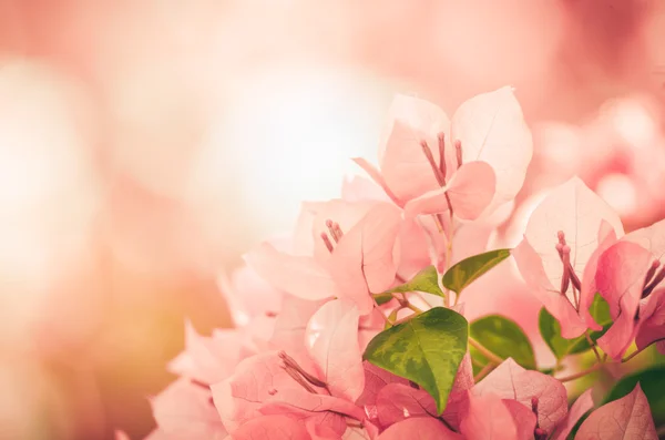 Fiori di carta o Bougainvillea vintage — Foto Stock