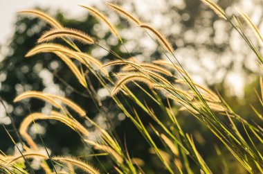 cüce tilki kuyruğu otu 