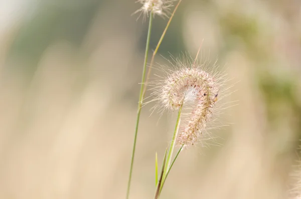 Zwergfuchsschwanzgras — Stockfoto