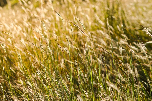 Kleine bloem — Stockfoto