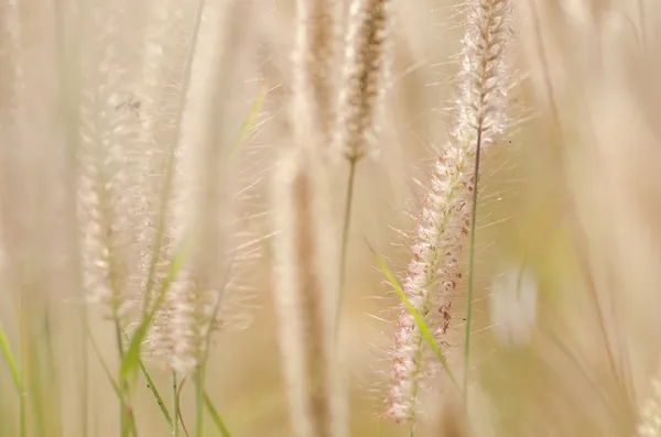 Dwarf Foxtail Grass — Stock Photo, Image