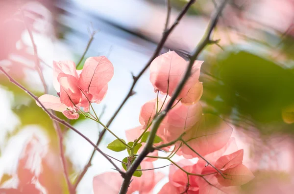 紙の花やブーゲンビリア — ストック写真