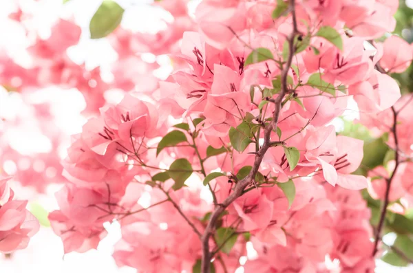 Paper flowers or Bougainvillea — Stock Photo, Image