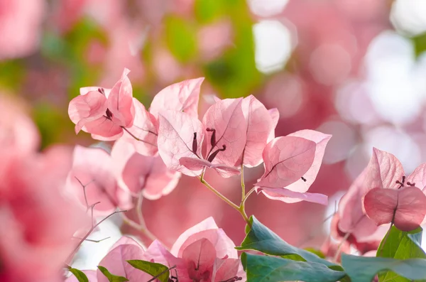Kwiaty papieru lub bugenwilli — Zdjęcie stockowe