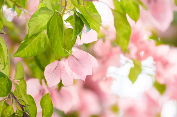 紙の花やブーゲンビリア — ストック写真