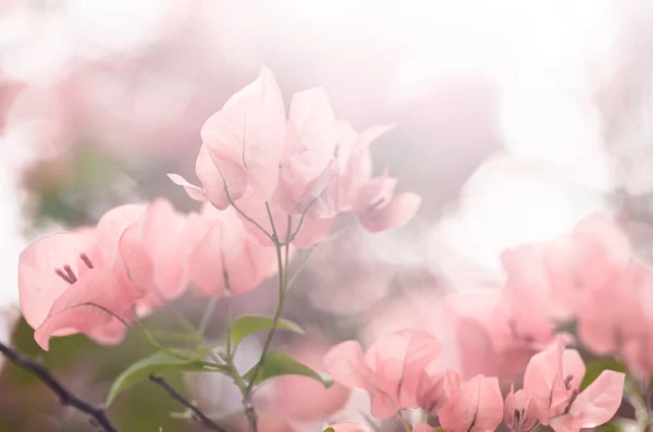 Flores de papel o buganvilla —  Fotos de Stock