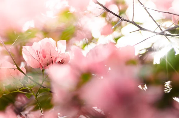 紙の花やブーゲンビリア — ストック写真