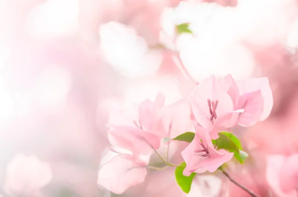 Fiori di carta o Bougainvillea — Foto Stock