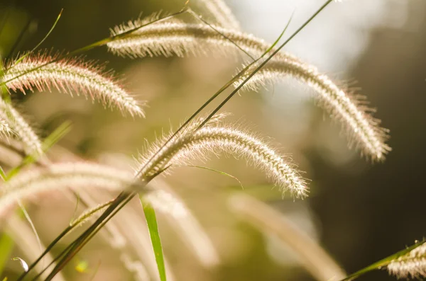 난쟁이 foxtail 잔디 — 스톡 사진