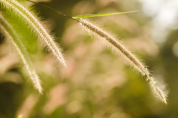 Dwarf Foxtail Grass — Stock Photo, Image