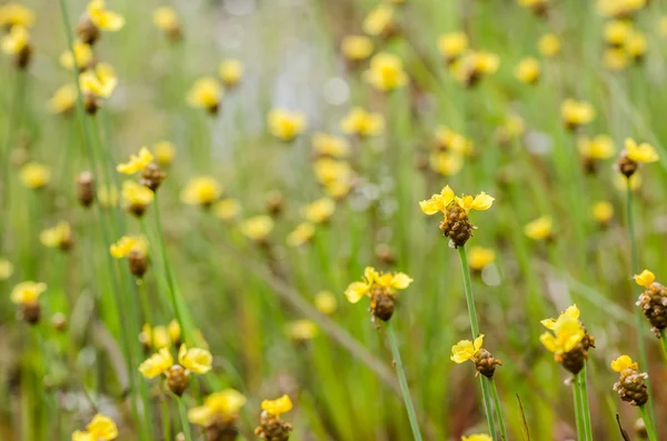 Xyris yellow flowers — Stock Photo, Image