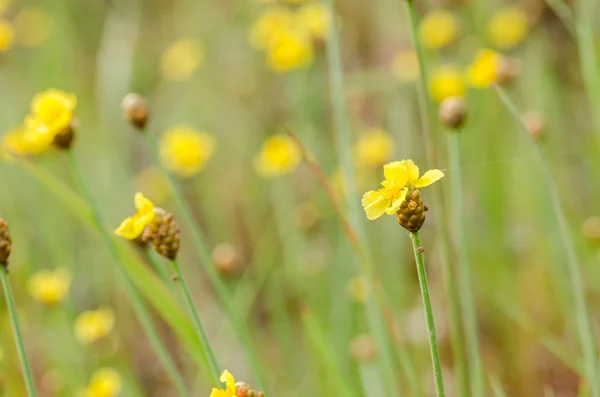 Xyris yellow flowers — Stock Photo, Image