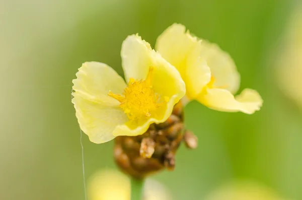 Xyris flores amarelas — Fotografia de Stock