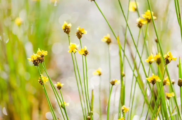 Xyris yellow flowers — Stock Photo, Image