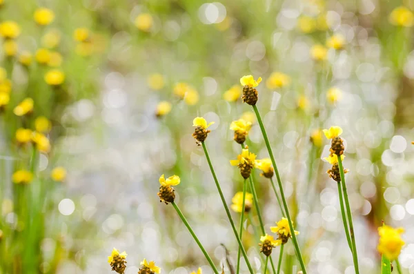 Fiori gialli di Xiris — Foto Stock